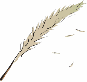 Bai Mao Gen Lalang Grass