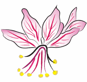 Bai Xian Pi Dictamnus