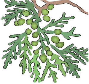 Bai Zi Ren Biota Seed