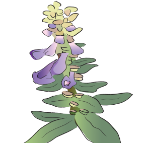 Ban Zhi Lian Scute Barbata