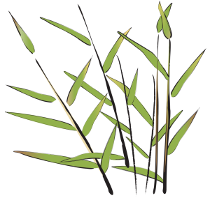 Bi Zi Cao Crinite Pogonatherum