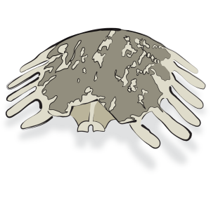 Bie Jia Tortoise Shell Carapax Trionycis