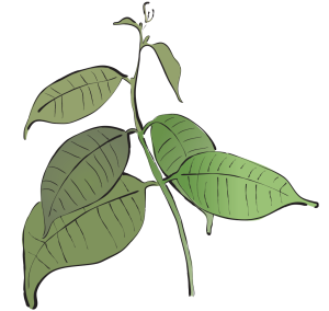 Bing Pian Borneol Borneolum Syntheticum