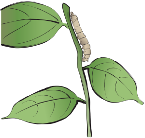 Can Sha Silkworm Droppings