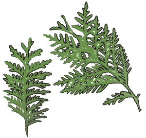 Ce Bai Ye Chinese Arborvitae